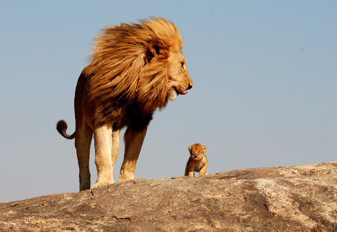 simba y mufasa reales